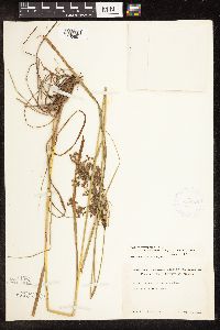 Scirpus atrocinctus image