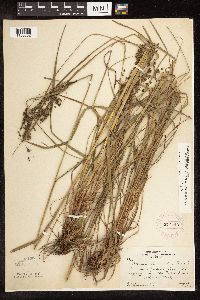 Scirpus atrocinctus image