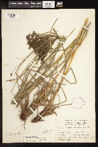 Scirpus atrocinctus image