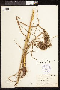 Scirpus atrocinctus image