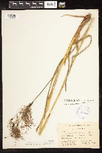 Scirpus atrocinctus image