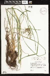 Scirpus atrocinctus image