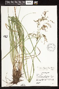 Scirpus atrocinctus image
