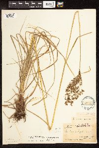 Scirpus atrocinctus image