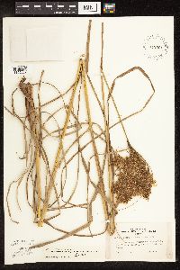 Scirpus atrocinctus image