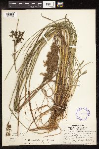 Scirpus atrocinctus image