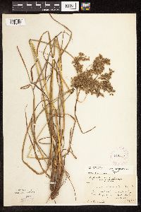 Scirpus atrocinctus image