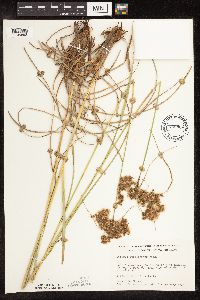 Scirpus atrocinctus image
