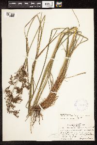 Scirpus atrocinctus image