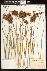 Scirpus atrocinctus image