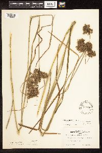 Scirpus atrocinctus image