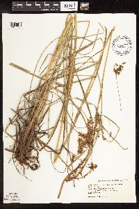 Scirpus atrocinctus image