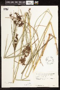 Scirpus atrocinctus image