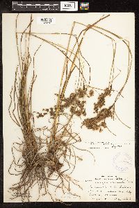 Scirpus atrocinctus image