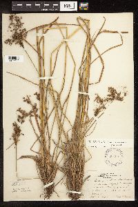 Scirpus atrocinctus image