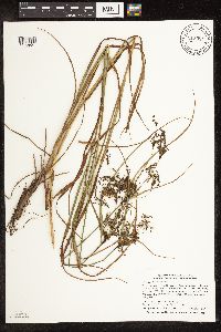 Scirpus atrocinctus image