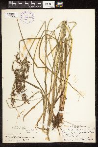 Scirpus atrocinctus image