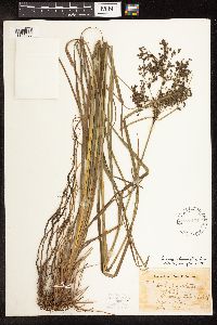 Scirpus atrocinctus image