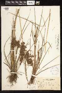 Scirpus atrocinctus image