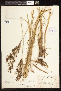Scirpus atrocinctus image