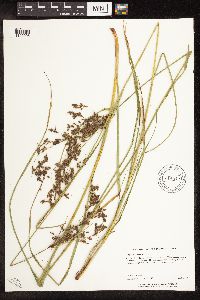 Scirpus atrocinctus image