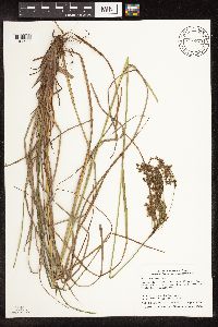 Scirpus atrocinctus image