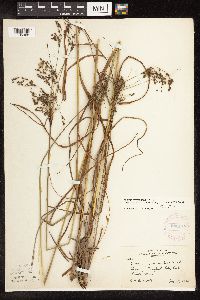 Scirpus atrocinctus image
