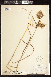 Scirpus atrocinctus image
