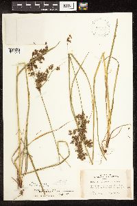 Scirpus atrocinctus image
