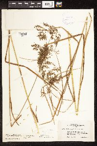 Scirpus atrocinctus image
