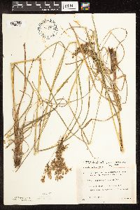 Scirpus atrocinctus image