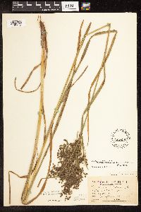 Scirpus atrocinctus image