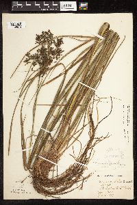 Scirpus atrocinctus image