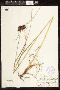 Scirpus atrocinctus image