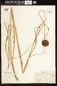 Scirpus atrocinctus image