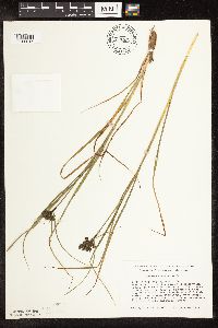 Scirpus atrocinctus image
