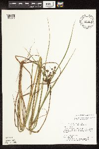 Scirpus atrocinctus image
