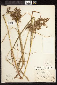 Scirpus atrocinctus image