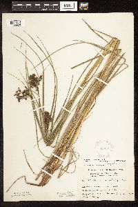 Scirpus atrocinctus image
