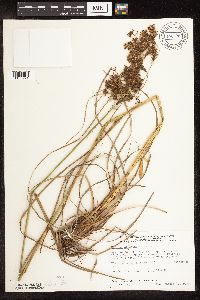 Scirpus atrocinctus image