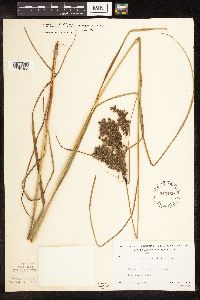 Scirpus atrocinctus image
