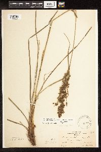 Scirpus atrocinctus image