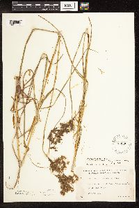 Scirpus atrocinctus image