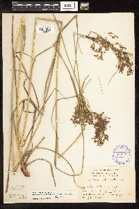 Scirpus atrocinctus image