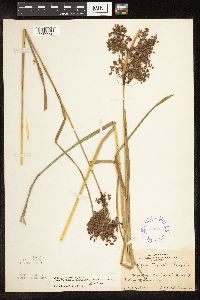 Scirpus atrocinctus image