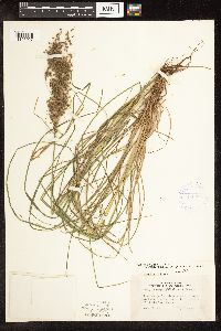 Scirpus atrocinctus image