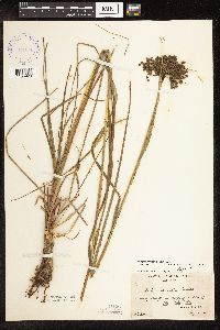 Scirpus atrocinctus image