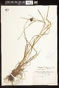 Scirpus atrocinctus image