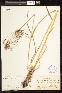 Scirpus atrocinctus image