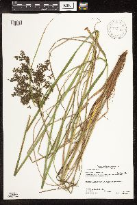 Scirpus atrocinctus image